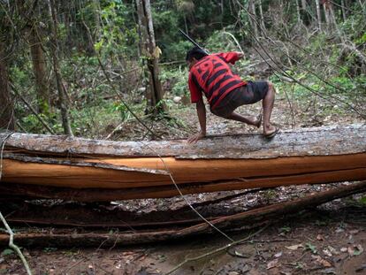 Un jefe indígena salta un árbol talado ilegalmente en el estado de Pará (Brasil). 