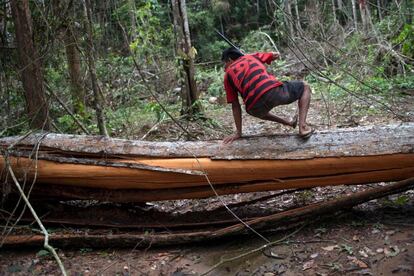 Un jefe indígena salta un árbol talado ilegalmente en el estado de Pará (Brasil). 