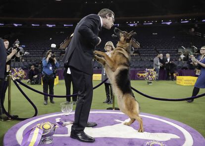 Rumor, un pastor alemán, junto a su adiestrador, Kent Boyles, tras coronarse ganador en la 141º edición de la Westminster Kennel Club Dog Show celebrada en Nueva York.