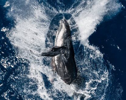 'Yubarta', primer premio Skypixel 2020.