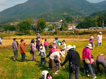 Los socios de Hanbat Lets se encuentran de vez en cuando para realizar actividades conjuntas, como picnics, cenas, cosecha de arroz, uva y ciruela.