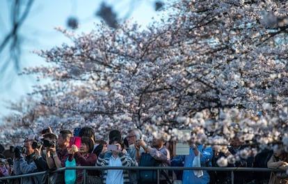 Visitantes hacen fotografías a los cerezos en flor en el foso Chidorigafuchi en Tokio (Japón), el domingo.