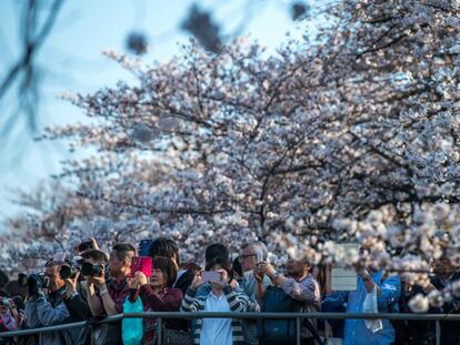 Visitantes hacen fotografías a los cerezos en flor en el foso Chidorigafuchi en Tokio (Japón), el domingo.