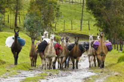 Llamas porteadoras a la altura de Huaraz. 	