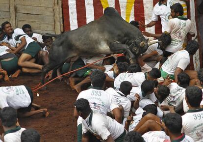 Un toro salta por encima de un grupo de personas durante el festival de doma de toros en la ciudad india de Chennai, el 16 de enero de 2014.