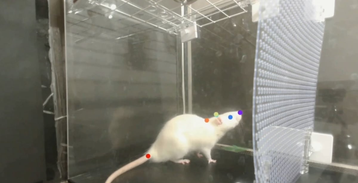 Rat Rq Music science: Rats also ‘bop their heads’ when they listen to Queen ...