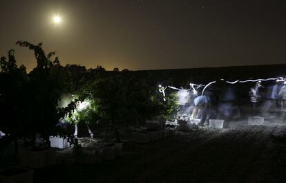 El vino tinto producido por la bodega Luis Pérez con la uva autóctona 'tintilla de Rota' recibe el nombre de 'Tintilla'. La botella, de 0,75 litros, cuesta 18 euros. En 2013, última producción en el mercado de este caldo, se embotellaron 8.000 unidades.