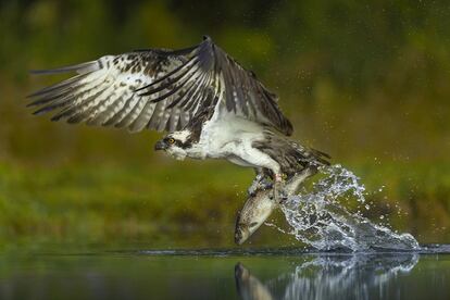 Águila pescadora, <i>Pandion haliaetus,</i> en Escocia, Reino Unido.