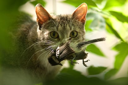 Un gato con un pájaro en la boca.