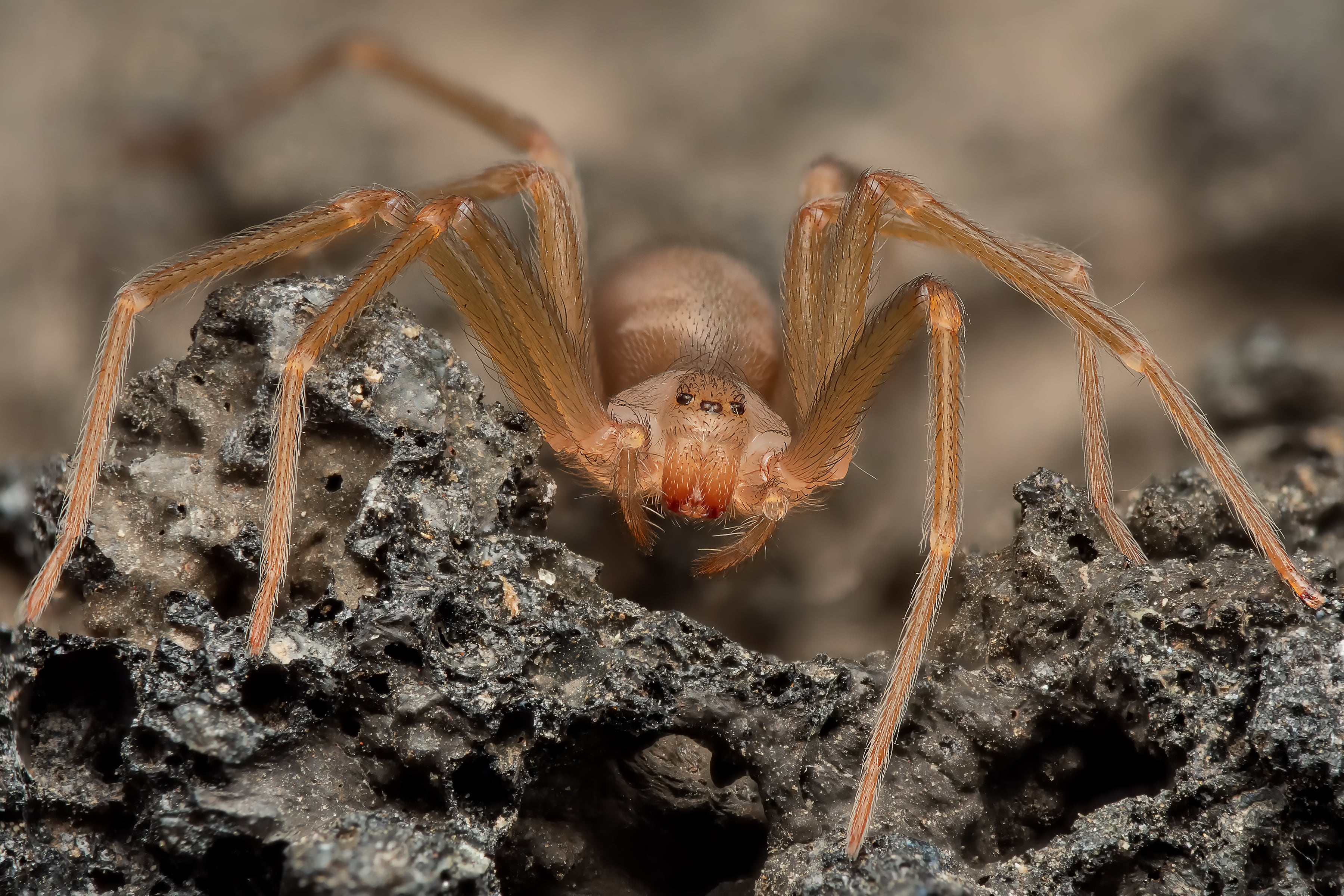 La aciaga mordedura de la araña violinista, la más venenosa de las que viven en España: “No podía ni conducir del dolor”