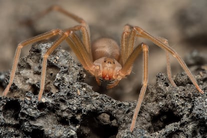 Ejemplar de 'Loxosceles rufescens', más conocida como araña violinista mediterránea.