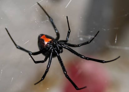 Hembra de viuda negra australiana, una de las arañas más peligrosas.