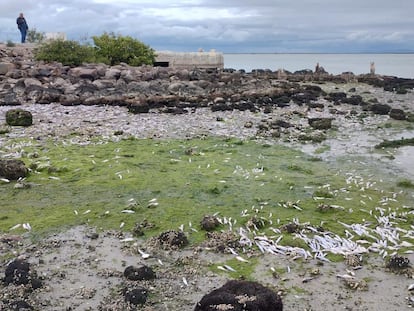 Peces muertos sobre rocas en las orillas de la Bahía Yavaros.