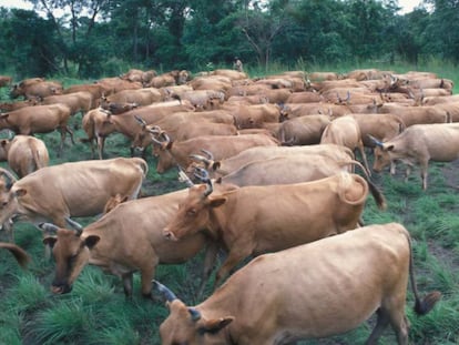 Ganado en un campo de Malí.