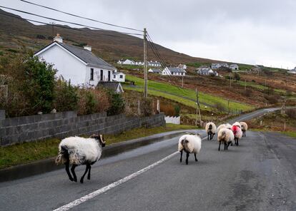 Ovejas deambulando por la isla de Achill, Irlanda.