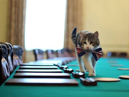 Larry, el gato Chief Mouser de 10 Downing Street, ronda tranquilo la sala de reuniones.