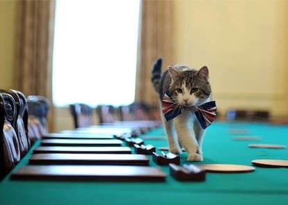 Larry, el gato Chief Mouser de 10 Downing Street, ronda tranquilo la sala de reuniones.