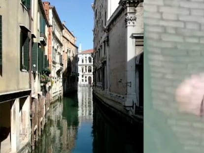 Imagen de archivo de Venecia durante la cuarentena, a la derecha una medusa vista en los canales de la ciudad.