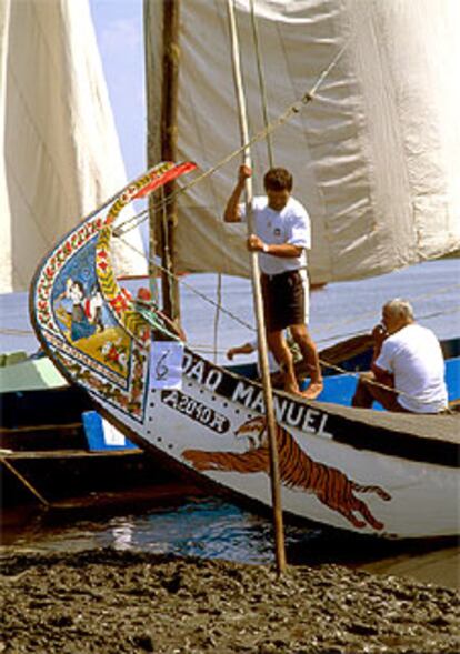 Barcos moliceiros de velas blancas en la ría de Aveiro, utilizados para recoger el molico, algas y limos fertilizantes.