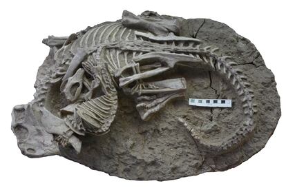 Esqueletos enredados del Psittacosaurus (dinosaurio) y Repenomamus (mamífero). La barra de escala equivale a 10 cm.