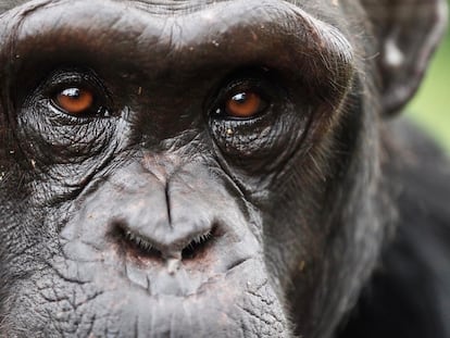 Chimpancés seres racionales