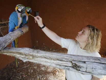 La veterinaria Carmen Aranda alimenta a un guacamayo en un centro de recuperación.