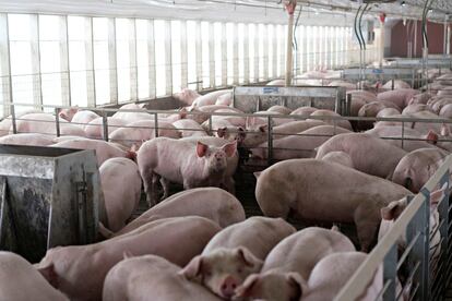 Cerdos en una granja de Polo (Illinois).