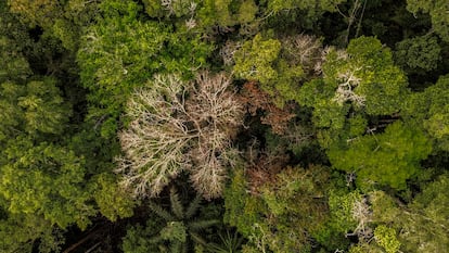 El patrón de hojas quemadas por un posible rayo, fotografiado por un dron en la reserva Ducke, el 14 de mayo. 