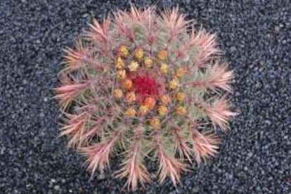 Uno de los cactus del jardín diseñado por César Manrique, en Lanzarote.