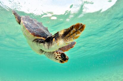 Tortugas marinas Baleares