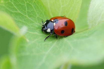 Una mariquita encima de una hoja.