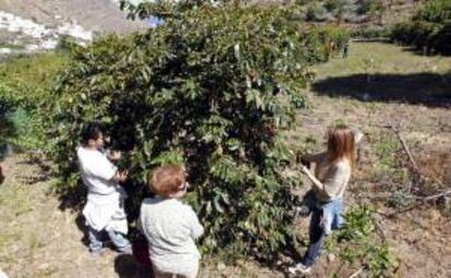 Un grupo especialistas en café visitan las plantaciones del valle de Agaete (Gran Canaria), las únicas de este producto que existen en España.