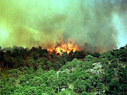 Los pinares del parque natural de Cazorla ardían ayer por un incendio supuestamente intencionado.