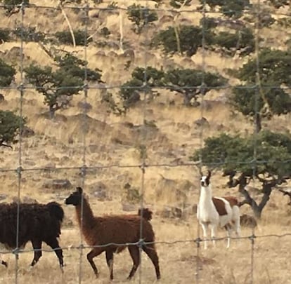 Las llamas en uno de los ranchos incautados.