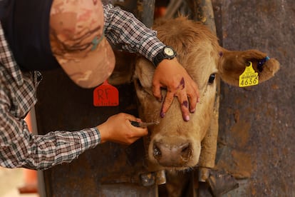 Un médico zootecnista trata las heridas de una vaca en labores de control del gusano barrenador, el 19 de mayo en Nuevo Palomas, Estado de Chihuahua.
