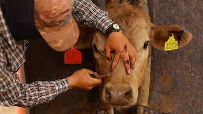 Un médico zootecnista trata las heridas de una vaca en labores de control del gusano barrenador, el 19 de mayo en Nuevo Palomas, Estado de Chihuahua.