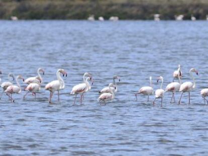 Flamencos rosa en el paraje Marismas del Odiel (Huelva).