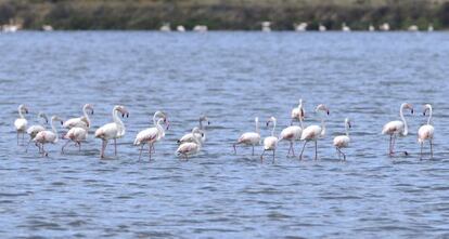 Flamencos rosa en el paraje Marismas del Odiel (Huelva).