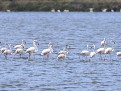 Flamencos rosa en el paraje Marismas del Odiel (Huelva).