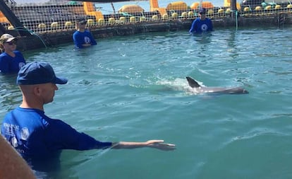 La vaquita capturada, en el nido en San Felipe (Baja California).