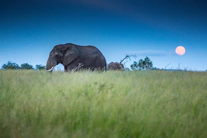 Pequeño, agradable y rico en cultura y en fauna, el reino de Esuatini (la antigua Suazilandia) es, sin embargo, uno de los países menos visitados (y más infravalorados) de África. 2020 puede ser el año de su despegue, gracias a carreteras mejoradas, un nuevo aeropuerto internacional y la tranquilidad –ajena a tensiones urbanas– que no se da en otras naciones vecinas. Un viaje a Esuatini (reino de los suazís) invita a conocer las tradiciones africanas y a curiosear en el mercado de Manzini en busca de tesoros de la artesanía local; a recorrer el valle de Malkerns y a adentrarse en la reserva protegida de Mkhaya, donde el rinoceronte es el rey. Otros grandes mamíferos, como leones, leopardos o elefantes, son avistables en la mayor zona protegida del país, <a href="https://biggameparks.org/properties/hlane-royal-national-park-1" target="_blank">el parque nacional de Hlane</a> (en la foto).