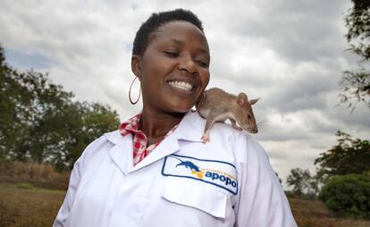 Las ratas permiten confirmar diagnósticos de tuberculosis a decenas de miles de personas en Mozambique.