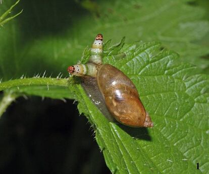 Un caracol disfrazado de payaso diabólico