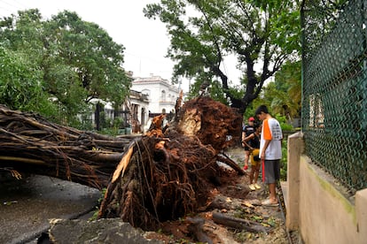 Un árbol derribado por los vientos de hasta 185 kilómetros por hora, en La Habana.