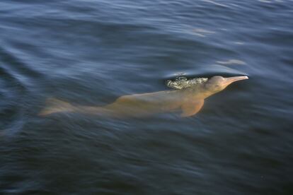 Una de las especies que el sistema Providence permite estudiar es el mítico delfín rosado, que emite un sonido bajo el agua para confundir a los peces menores antes de devorarlos.
