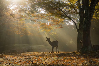 Un ciervo sagrado en el parque de Nara, Japón.