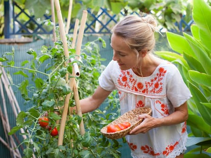 Las estructuras de cañas en los huertos permiten a los tomates crecer erguidos.