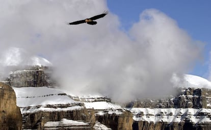 Un quebrantahuesos en el parque nacional de Ordesa y Monte Perdido, en el Pirineo aragonés.