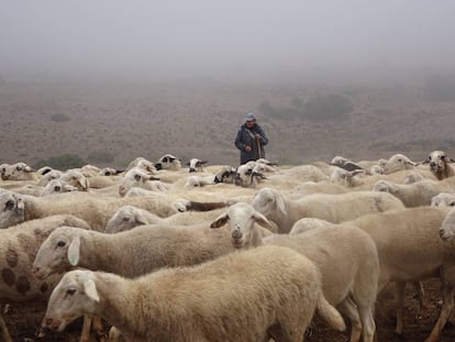 Rebaño de ovejas en el valle de Valdivielso. 