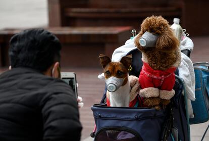 Un hombre fotografía a dos perros con máscaras en un cochecito en Shanghái (China).